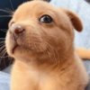 🐶 PERRITOS MOODS 4 🐾 7