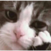 Sad cats 7