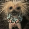 🤪Animalitos para tu chat🤪 7
