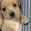 Cachorros da coitadolândia 🤣 10