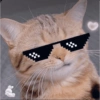 Gatos fofos e caóticos 🐱 5