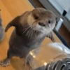 Animalitos para tu chat 14