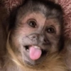 Macaquinho  7