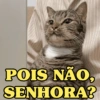GATINHOS APOCALÍPTICOS 😸 15