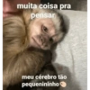 Bixos com frases 9