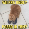 GATINHOS APOCALÍPTICOS 😸 11