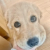 Cachorros da coitadolândia 🤣 13