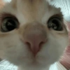 Kucing Anomali 4 11
