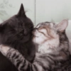 💖Michis dándose amor💖 11