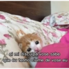 Memes de gatinhos 15