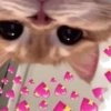 Gatos Amor🩷💙❤️💚💛 25