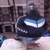 🤣Animalitos randoms🤣 14