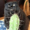 Shook and scared cats 20