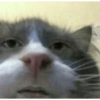 Shook and scared cats 24