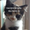 Gatinhos 7