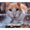 Kucing 13