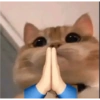 Gatito mewing bye bye 10