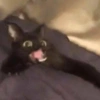 Shook and scared cats 29