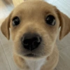 Cachorros da coitadolândia 🤣 14
