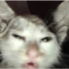 Shook and scared cats 13