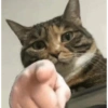 Meme ngakak(edisi kucing) 16