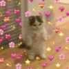 Gatinhos boiolinhas 14