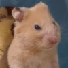 Ratinho debochado  11