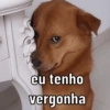 Novos memes 11