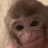 Macaquinho  15