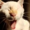 🫵😹Gatos burlones😹🫵 11