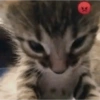 Gatos parte 1 22