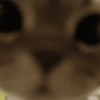 Kucing Anomali 3 14