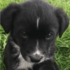 Cachorros da coitadolândia 🤣 7
