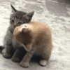 🤪Animalitos para tu chat🤪 12
