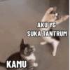 KAMU AKU YG SUKA TANTRUM
