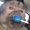 Macaquinho  8