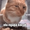 elu ngapa kocak