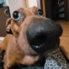 🤣Animalitos randoms🤣 11