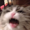Gatos fofos e caóticos 🐱 9