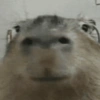 🍃 CAPYBARA MOODS 🍃 13