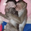 Macaquinho 🙈 6