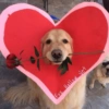 Cachorros da coitadolândia 🤣 16