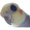 Calopsita fofas 5