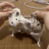 Animalitos para tu chat 10