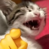 🫵😹Gatos burlones😹🫵 14