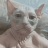 🤪Animalitos para tu chat🤪 6
