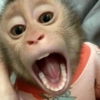 Macaquinho 🙈 10