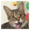 @meowposting