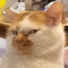 GATINHOS APOCALÍPTICOS 😸 5