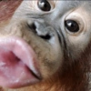 Macaquinho  12